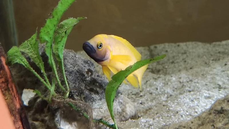 Neolamprologus leleupi 'Kapampa'